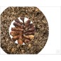 RIZ DJONDJON & GRILLADES (Ailes & pilons de poulet)